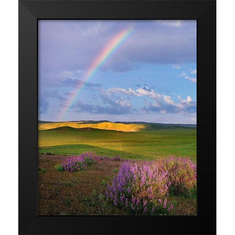 Giant lupines-Carrizo Plains National Monument-California Black Modern Wood Framed Art Print by Fitzharris, Tim