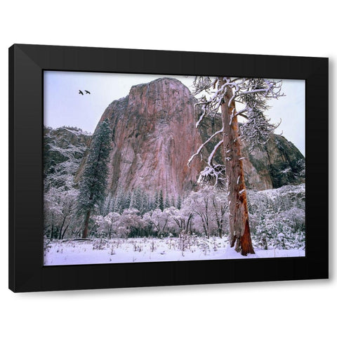 El Capitan in winter-Yosemite National Park-California Black Modern Wood Framed Art Print with Double Matting by Fitzharris, Tim