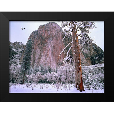 El Capitan in winter-Yosemite National Park-California Black Modern Wood Framed Art Print by Fitzharris, Tim