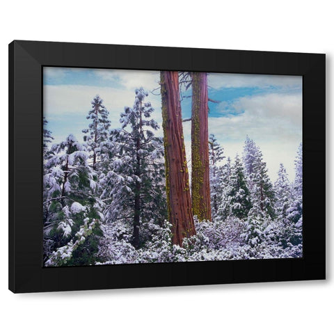 Sequoia Trees Mariposa Grove Yosemite National Park-California Black Modern Wood Framed Art Print by Fitzharris, Tim