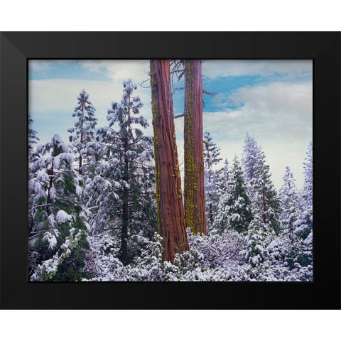 Sequoia Trees Mariposa Grove Yosemite National Park-California Black Modern Wood Framed Art Print by Fitzharris, Tim