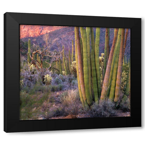 Organ Pipe Cactus National Monument-Arizona Black Modern Wood Framed Art Print with Double Matting by Fitzharris, Tim