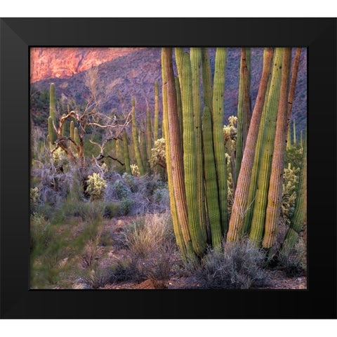 Organ Pipe Cactus National Monument-Arizona Black Modern Wood Framed Art Print by Fitzharris, Tim