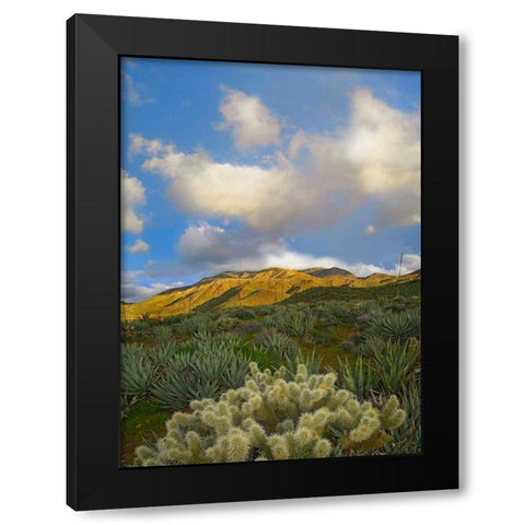 Cholla Cactus and Agaves-Mason Valley-California Black Modern Wood Framed Art Print with Double Matting by Fitzharris, Tim