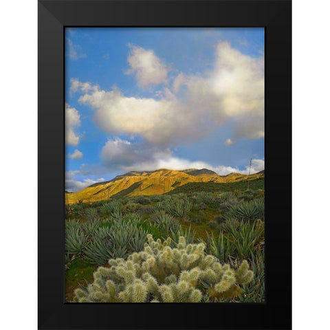 Cholla Cactus and Agaves-Mason Valley-California Black Modern Wood Framed Art Print by Fitzharris, Tim