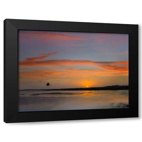 Great Blue Heron at Mustang Island-Texas Black Modern Wood Framed Art Print with Double Matting by Fitzharris, Tim