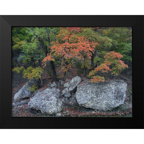 Maples in autumn-Lost Maples State Park-Texas Black Modern Wood Framed Art Print by Fitzharris, Tim