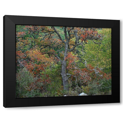 Maples in autumn-Lost Maples State Park-Texas Black Modern Wood Framed Art Print by Fitzharris, Tim