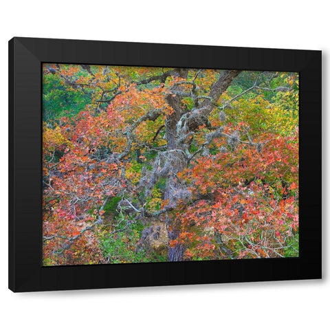 Maples in autumn-Lost Maples State Park-Texas Black Modern Wood Framed Art Print with Double Matting by Fitzharris, Tim