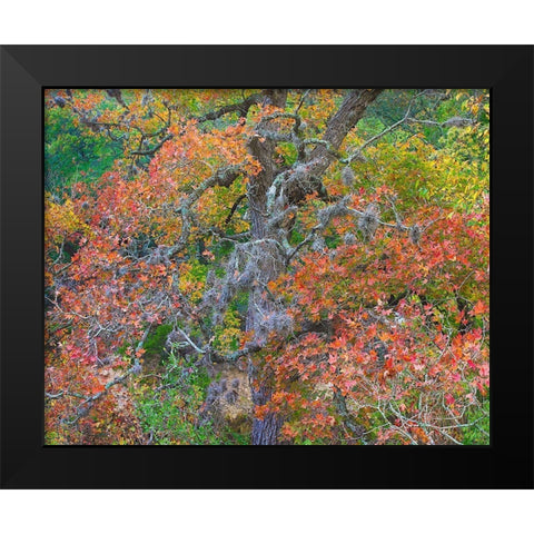 Maples in autumn-Lost Maples State Park-Texas Black Modern Wood Framed Art Print by Fitzharris, Tim