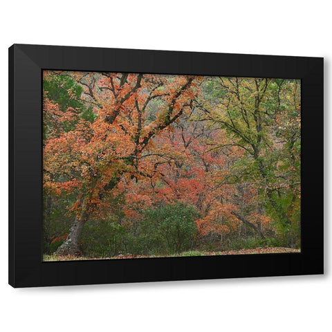 Maples in autumn-Lost Maples State Park-Texas Black Modern Wood Framed Art Print with Double Matting by Fitzharris, Tim