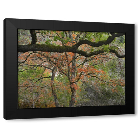 Lost Maples State Park-Texas Black Modern Wood Framed Art Print with Double Matting by Fitzharris, Tim