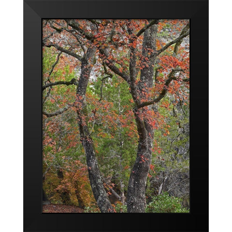 Maples in autumn-Lost Maples State Park-Texas Black Modern Wood Framed Art Print by Fitzharris, Tim