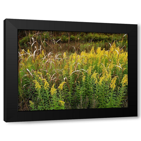 Goldenrods near DeQueen-Arkansas Black Modern Wood Framed Art Print with Double Matting by Fitzharris, Tim