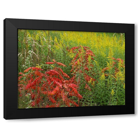 Sumac and goldenrods near DeQueen-Arkansas Black Modern Wood Framed Art Print by Fitzharris, Tim