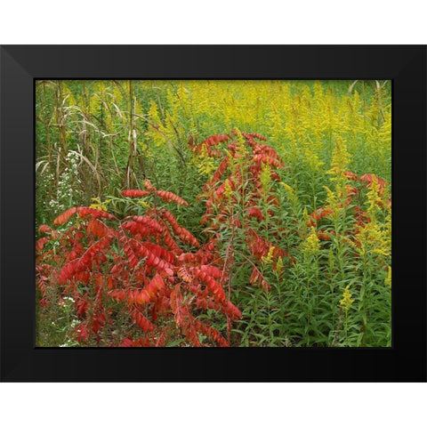 Sumac and goldenrods near DeQueen-Arkansas Black Modern Wood Framed Art Print by Fitzharris, Tim