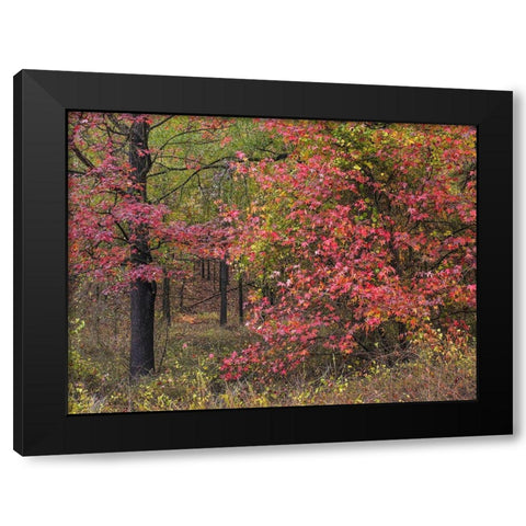 Sweetgum in autumn at Gillham Lake-Arkansas Black Modern Wood Framed Art Print with Double Matting by Fitzharris, Tim