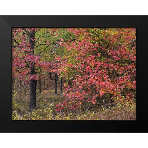 Sweetgum in autumn at Gillham Lake-Arkansas Black Modern Wood Framed Art Print by Fitzharris, Tim