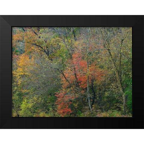 Oak-hickory Woodlands-Ozark National Forest-Arkansas Black Modern Wood Framed Art Print by Fitzharris, Tim