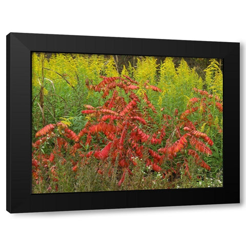 Sumac and Goldenrods near DeQueen-Arkansas Black Modern Wood Framed Art Print with Double Matting by Fitzharris, Tim