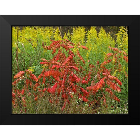 Sumac and Goldenrods near DeQueen-Arkansas Black Modern Wood Framed Art Print by Fitzharris, Tim