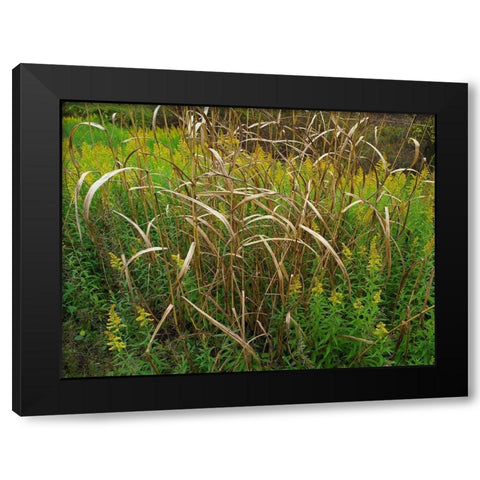 Goldenrods near DeQueen-Arkansas Black Modern Wood Framed Art Print by Fitzharris, Tim