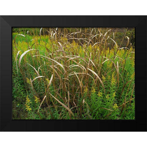 Goldenrods near DeQueen-Arkansas Black Modern Wood Framed Art Print by Fitzharris, Tim