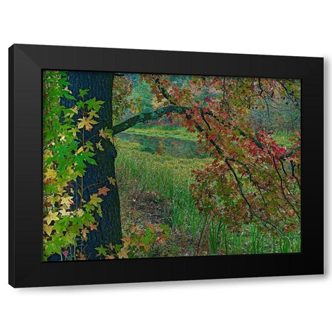 Sweetgum along Wilton Landing-Millwood Lake-Arkansas Black Modern Wood Framed Art Print with Double Matting by Fitzharris, Tim