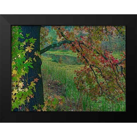 Sweetgum along Wilton Landing-Millwood Lake-Arkansas Black Modern Wood Framed Art Print by Fitzharris, Tim