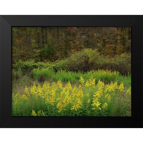 Goldenrods near DeQueen-Arkansas Black Modern Wood Framed Art Print by Fitzharris, Tim