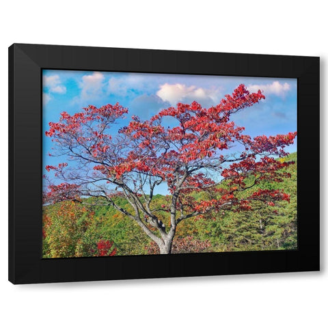 Sawmill Run Overlook-Shenandoah National Park-Virginia Black Modern Wood Framed Art Print by Fitzharris, Tim