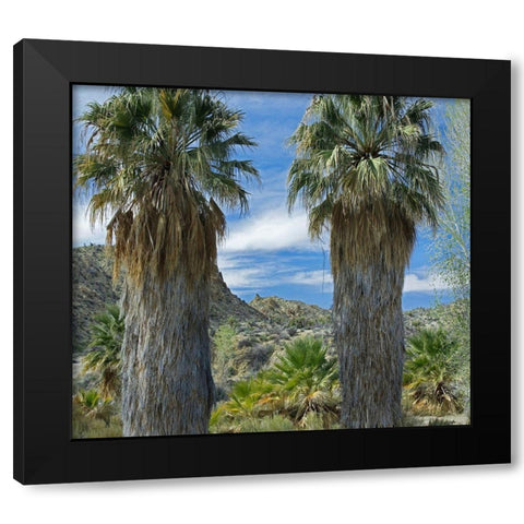 Cottonwood Springs-Joshua Tree National Park-California Black Modern Wood Framed Art Print with Double Matting by Fitzharris, Tim