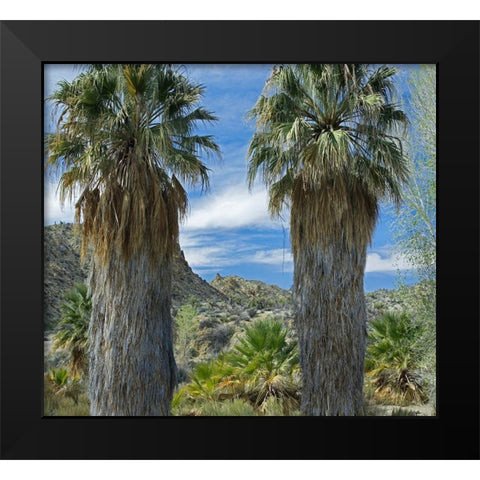 Cottonwood Springs-Joshua Tree National Park-California Black Modern Wood Framed Art Print by Fitzharris, Tim