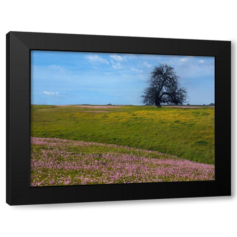 Shooting Star Wildflower Meadow-La Panza Range-California Black Modern Wood Framed Art Print with Double Matting by Fitzharris, Tim