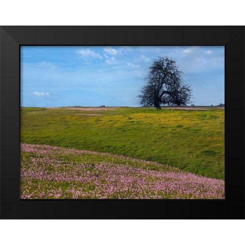 Shooting Star Wildflower Meadow-La Panza Range-California Black Modern Wood Framed Art Print by Fitzharris, Tim