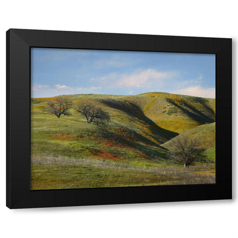 La Panza Range in Spring-Califonia Black Modern Wood Framed Art Print by Fitzharris, Tim