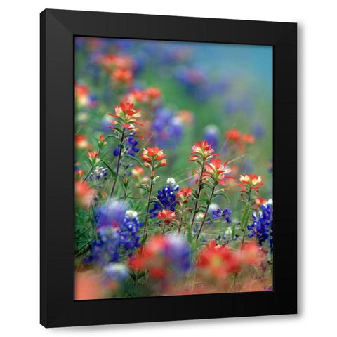 Texas Bluebonnets and Indian Paintbrushes-Hill Country-Texas Black Modern Wood Framed Art Print by Fitzharris, Tim