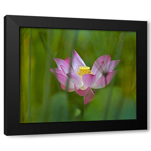 Lotus flower Black Modern Wood Framed Art Print by Fitzharris, Tim