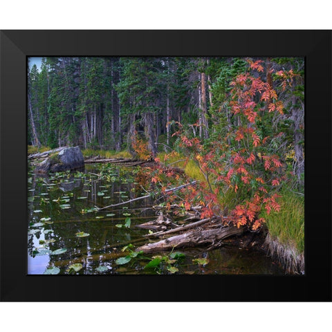 Nymph Lake-Rocky Mountain National Park-Colorado Black Modern Wood Framed Art Print by Fitzharris, Tim