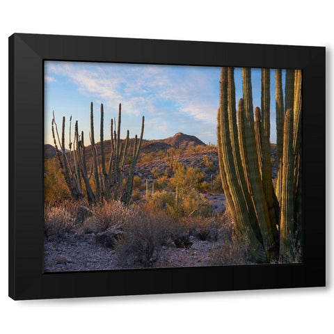 Ajo Mountains-Organ Pipe National Monument-Arizona Black Modern Wood Framed Art Print with Double Matting by Fitzharris, Tim