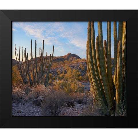 Ajo Mountains-Organ Pipe National Monument-Arizona Black Modern Wood Framed Art Print by Fitzharris, Tim