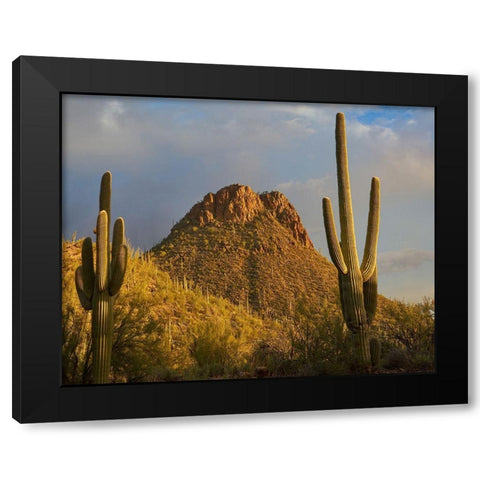 Tucson Mountains-Saguaro National Park-Arizona Black Modern Wood Framed Art Print with Double Matting by Fitzharris, Tim