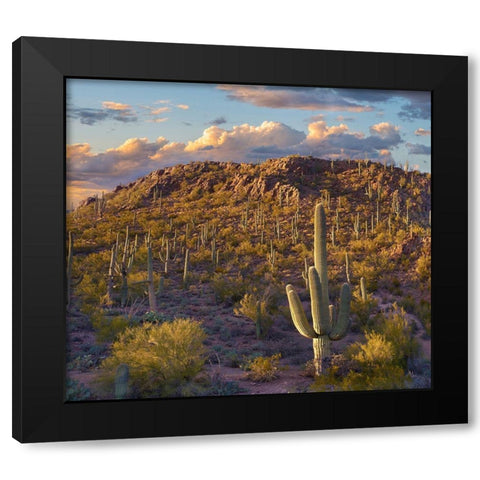 Tucson Mountains-Saguaro National Park-Arizona Black Modern Wood Framed Art Print with Double Matting by Fitzharris, Tim