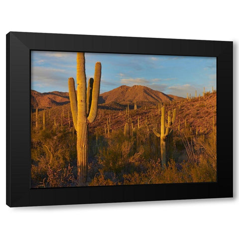 Tucson Mountains-Saguaro National Park-Arizona Black Modern Wood Framed Art Print with Double Matting by Fitzharris, Tim