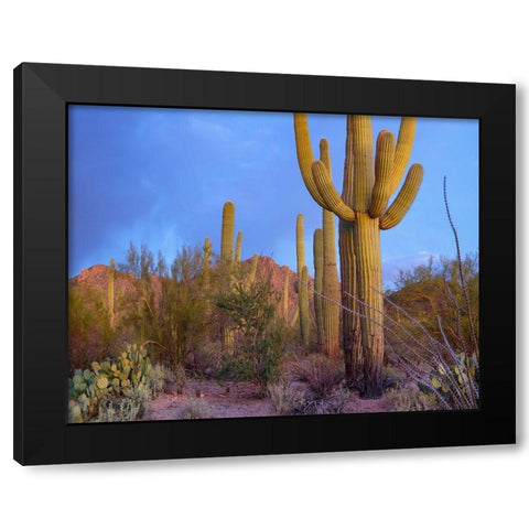 Tucson Mountains-Saguaro National Park-Arizona Black Modern Wood Framed Art Print with Double Matting by Fitzharris, Tim