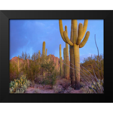 Tucson Mountains-Saguaro National Park-Arizona Black Modern Wood Framed Art Print by Fitzharris, Tim