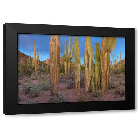 Tucson Mountains-Saguaro National Park-Arizona Black Modern Wood Framed Art Print with Double Matting by Fitzharris, Tim