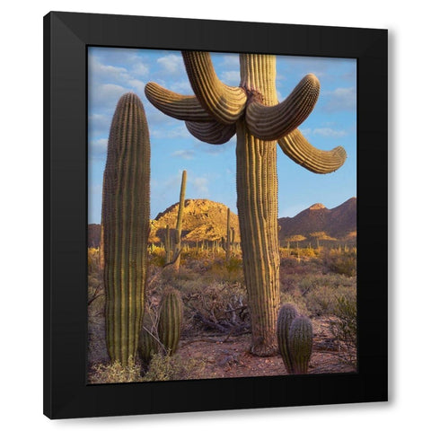 Tucson Mountains-Saguaro National Park-Arizona Black Modern Wood Framed Art Print with Double Matting by Fitzharris, Tim