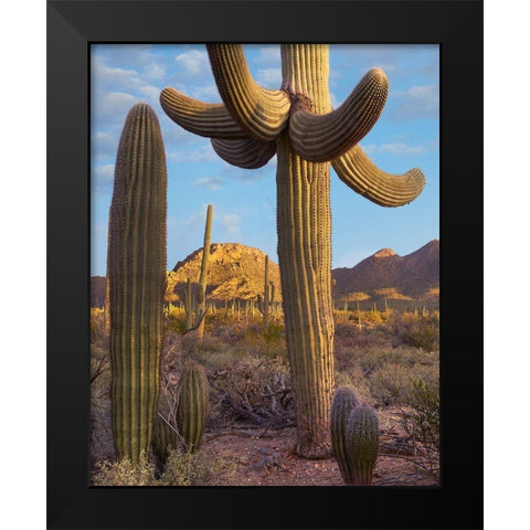 Tucson Mountains-Saguaro National Park-Arizona Black Modern Wood Framed Art Print by Fitzharris, Tim