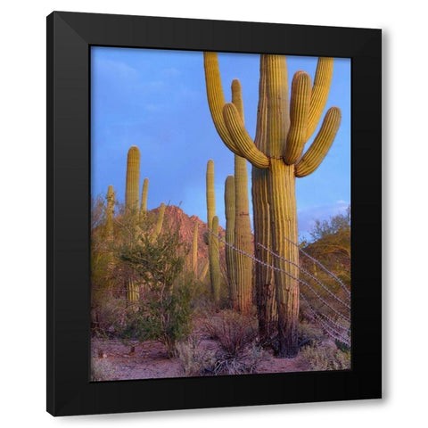 Tucson Mountains-Saguaro National Park-Arizona Black Modern Wood Framed Art Print by Fitzharris, Tim